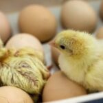 huevos de gallina incubados