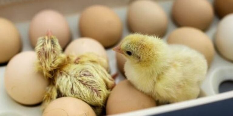 Incubadora de huevos caseras 】| Aprende cómo hacerlas