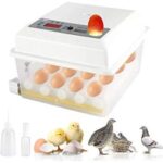 incubadora de huevos codorniz