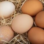 huevos de gallina